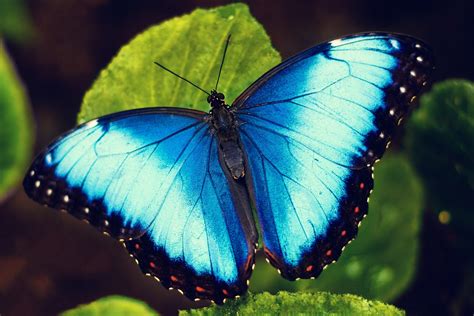Butterfly .